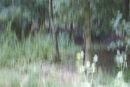 Woodland Impressions